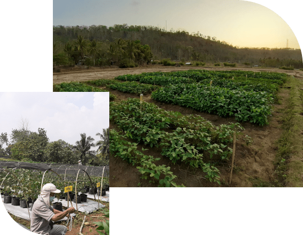 Pengembangan Teknologi Pertanian - Yayasan Agri Sustineri Indonesia